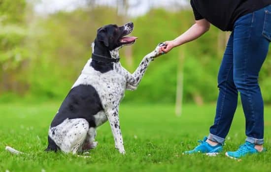 Cómo Adiestrar a Tu Mascota con Apps