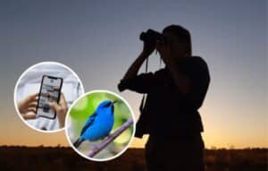Lanzan apps para identificar pájaros