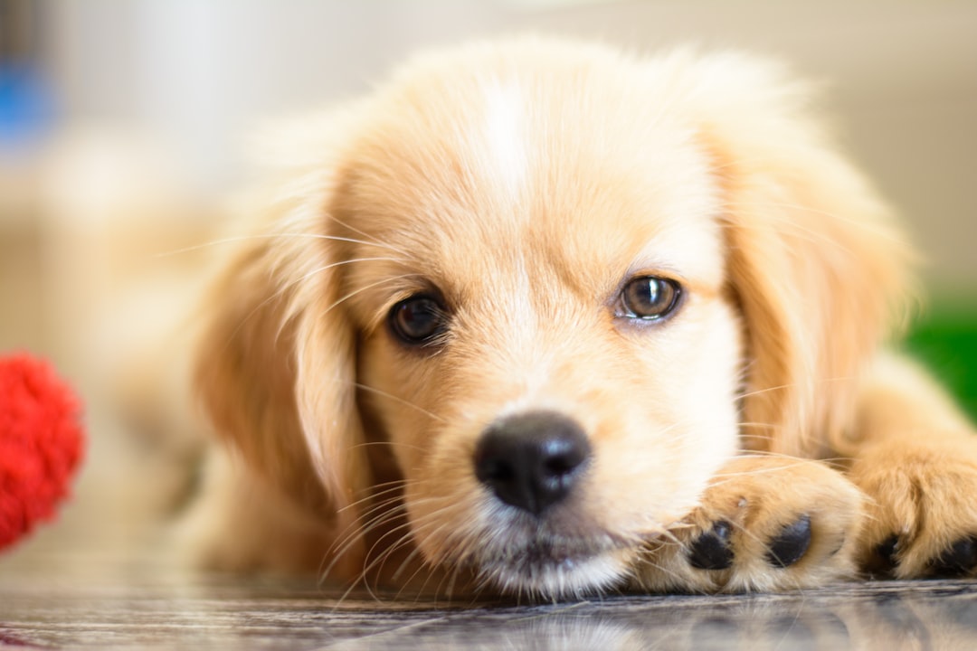 Guía completa de adiestramiento y convivencia para perros y mascotas